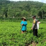 Optimalisasi Pekarangan: Peran Aktif Bhabinkamtibmas