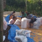 Dukungan Polri Terhadap Petani: Bhabinkamtibmas Monitoring Panen Jagung di Lombok Barat