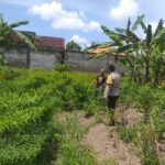 Ketahanan Pangan Keluarga: Upaya Nyata dari Desa Jagaraga