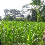 Bhabinkamtibmas Jagaraga dan Petugas PPL Cek Langsung Kondisi Pertanian Jagung di Kuripan