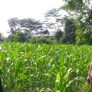 Petani Jagung Lombok Barat Disambangi Polri, Ini Tujuannya