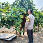 Polri dan Petani Bersatu Wujudkan Program Pangan Nasional di Lombok Barat