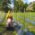 DDS Bhabinkamtibmas Dorong Produksi Cabai dan Keamanan Desa