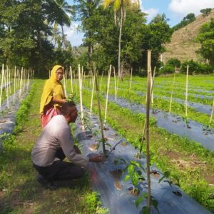 DDS Bhabinkamtibmas Dorong Produksi Cabai dan Keamanan Desa