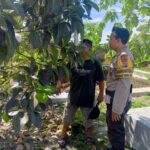 Program Ketahanan Pangan Desa Terong Tawah: Peran Bhabinkamtibmas dalam Pengecekan Lahan dan Pemantauan Harga