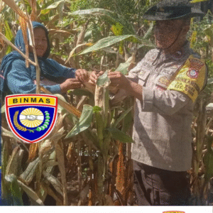 Dukung Ketahanan Pangan Nasional, Bhabinkamtibmas Pantau Tanaman Jagung Warga di Rhee.