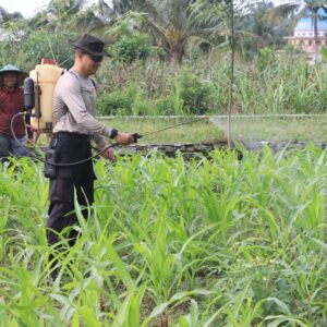 Polres Lombok Tengah Dukung Ketahanan Pangan Nasional: Bantu Petani Pupuk Lahan Jagung.