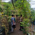 Lombok Barat, NTB – Kepolisian Sektor Kuripan, melalui personel Bhabinkamtibmasnya, terus menunjukkan komitmen dalam mendekatkan diri dengan masyarakat sekaligus mendukung program-program strategis pemerintah hingga ke tingkat akar rumput. Salah satu wujud nyata dari upaya ini terlihat pada Rabu (14/05/2025), ketika Bhabinkamtibmas Desa Kuripan Utara melaksanakan kunjungan dan silaturahmi di Dusun Pesongoran. Fokus utama kunjungan kali ini adalah menyambangi Komunitas Pemuda Peduli Lingkungan yang berlokasi di dusun tersebut. Pertemuan yang berlangsung santai namun penuh makna ini dimulai sekitar pukul 09.30 WITA dan dihadiri oleh sejumlah perwakilan pemuda anggota komunitas. Meningkatkan Sinergi dan Kesadaran Pangan Lokal Kegiatan yang diinisiasi oleh Bhabinkamtibmas Desa Kuripan Utara ini bertujuan ganda: pertama, mempererat jalinan silaturahmi dan komunikasi yang sudah terjalin baik antara pihak kepolisian dengan warga binaan, khususnya komunitas pemuda. Kedua, dan tak kalah pentingnya, adalah mensosialisasikan serta mendorong partisipasi aktif komunitas dalam program ketahanan pangan nasional, dengan fokus pada skala rumah tangga dan komunitas. Di tengah tantangan global terkait ketersediaan pangan, inisiatif di tingkat lokal seperti yang digaungkan oleh Bhabinkamtibmas ini menjadi sangat relevan. Konsep ketahanan pangan yang disampaikan merujuk pada kemandirian dalam memenuhi kebutuhan pangan keluarga atau komunitas, salah satunya melalui pemanfaatan lahan pekarangan kosong yang kerap kali belum termanfaatkan secara optimal. Pentingnya Peran Pemuda dan Pemanfaatan Pekarangan Memilih Komunitas Pemuda Peduli Lingkungan sebagai sasaran sosialisasi bukanlah tanpa alasan. Kaum muda memiliki energi, kreativitas, dan potensi besar sebagai agen perubahan di masyarakat. Keterlibatan mereka dalam program ketahanan pangan diharapkan dapat menjadi penggerak dan contoh bagi warga lainnya, sekaligus menumbuhkan kesadaran akan pentingnya kemandirian pangan dari usia dini. Dalam dialog yang interaktif, Bhabinkamtibmas menjelaskan betapa mudahnya memulai program ketahanan pangan mandiri. Dengan menanam sayuran atau tanaman pangan lainnya di pekarangan kosong, warga dapat menghasilkan sumber pangan yang sehat, segar, dan tentunya menghemat biaya belanja. Selain itu, kegiatan berkebun juga bisa menjadi hobi positif yang produktif bagi para pemuda. Berbagai jenis sayuran yang cocok ditanam di pekarangan, seperti cabai, tomat, terong, bayam, atau kangkung, dibahas sebagai contoh konkret. Dukungan Penuh dari Pihak Kepolisian Sektor Kuripan Menanggapi kegiatan positif ini, Kapolres Lombok Barat, Polda NTB, AKBP Yasmara Harahap, S.I.K., melalui Kapolsek Kuripan, Polres Lombok Barat, Ipda I Wayan Eka Ariyana, S.H., menyampaikan apresiasinya. Menekankan bahwa kegiatan seperti ini merupakan bagian integral dari tugas kepolisian, khususnya Bhabinkamtibmas, dalam melakukan pembinaan masyarakat. "Kegiatan ini sangat positif. Kami dari Kepolisian, khususnya Bhabinkamtibmas, memiliki peran strategis dalam membina masyarakat hingga ke tingkat dusun. Program ketahanan pangan ini bukan hanya soal menanam, tapi juga membangun kemandirian masyarakat," ujar Ipda I Wayan Eka Ariyana. Kapolsek menambahkan, bahwa mengapresiasi partisipasi aktif komunitas pemuda di Kuripan Utara ini. “Mereka adalah aset penting dalam mewujudkan lingkungan yang lestari sekaligus mendukung ketahanan pangan lokal. Sinergi antara Polri dan masyarakat, terutama generasi muda, sangat krusial untuk menjaga stabilitas dan kesejahteraan,” ujarnya.