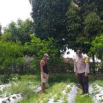 Sambang Warga, Bhabinkamtibmas Gaungkan Ketahanan Pangan Desa