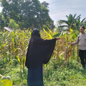 Polres Lombok Barat Dorong Produktivitas Jagung Lewat Pendampingan Petani