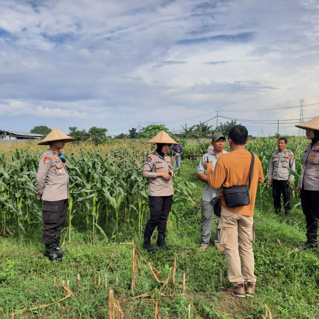 Polisi dan Petani Bersinergi: Kawal Panen Jagung Lombok Barat