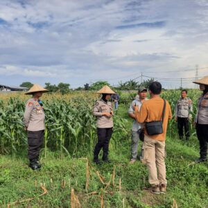 Polisi dan Petani Bersinergi: Kawal Panen Jagung Lombok Barat