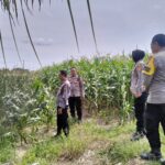 Polres Lombok Barat Tinjau Lokasi Panen Raya Jagung, Persiapan Jelang 2 Juni