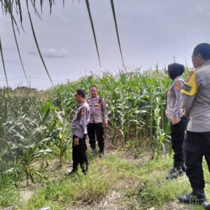 Panen Raya Jagung di Lombok Barat: Polres Pastikan Keamanan dan Kelancaran