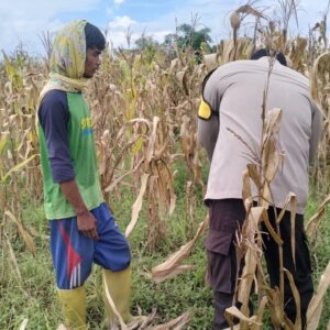 Polri Terjun ke Sawah: Dukungan Nyata untuk Petani Jagung Lombok Barat