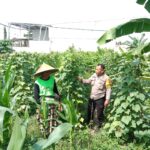 Polsek Labuapi Dukung Ketahanan Pangan, Bhabinkamtibmas Ajak Warga Manfaatkan Lahan Kosong