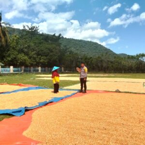 Pantau Ketahanan Pangan, Bhabinkamtibmas Desa Sawe Sambangi Warga yang Jemur Jagung