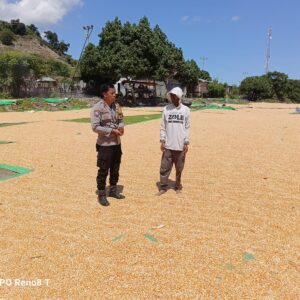 Bhabinkamtibmas Desa Hu’u Pantau Penjemuran Jagung, Imbau Warga Waspadai Curah Hujan