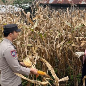 Wujudkan Indonesia Yang Swasembada Pangan, Bhabinkamtibmas Polsek Donggo Terjun Bantu Warga Panen Jagung