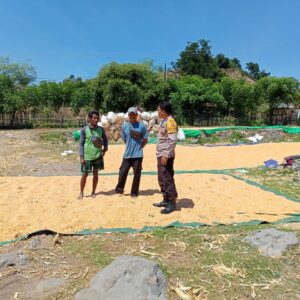 Bhabinkamtibmas Dampingi Warga Jemur Jagung Dukung Ketahanan Pangan Menuju Indonesia Emas 2045