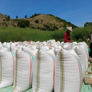 Dukung Ketahanan Pangan, Bhabinkamtibmas Marada Dampingi Warga Jemur Jagung di Tengah Cuaca Ekstrem