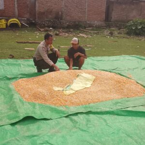 Sosialisasi Penyerapan Jagung oleh Bulog, Bhabinkamtibmas Manggeasi Dampingi Petani Wujudkan Ketahanan Pangan Nasional