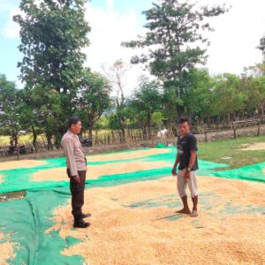 Bhabinkamtibmas Cempi Jaya Dampingi Panen Jagung, Wujud Dukungan Program Ketahanan Pangan Nasional