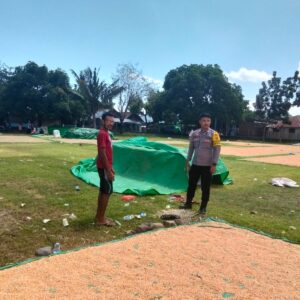 Pemantauan Panen Jagung oleh Bhabinkamtibmas Desa Sawe, Dukung Ketahanan Pangan Menuju Indonesia Emas 2045