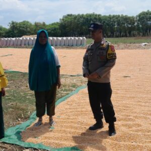 Dorong Ketahanan Pangan, Bhabinkamtibmas Pantau Penjemuran Jagung Warga Desa Daha