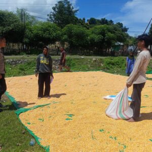 Jagung Petani Desa Marada Terdampak Cuaca, Bhabinkamtibmas Lakukan Pemantauan Ketahanan Pangan