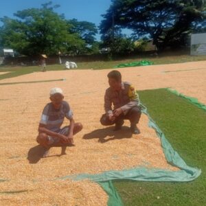 Dampak Cuaca Tak Menyurutkan Semangat Petani Rasabou, Bhabinkamtibmas Pantau Penjemuran Jagung