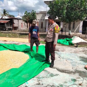 Bhabinkamtibmas Cempi Jaya Dampingi Petani Saat Pengemasan Jagung