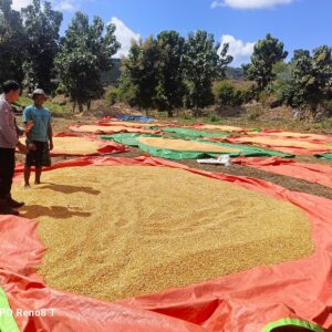 Bhabinkamtibmas Desa Hu’u Pantau Penjemuran Jagung Warga di Dusun Cangga