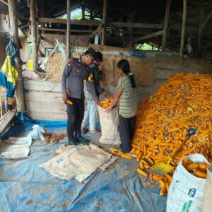 Bhabinkamtibmas Desa Pasir Putih Lakukan Monitoring Ketahanan Pangan di Tengah Panen Jagung