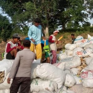 Rutin Membantu Kegiatan Petani, Bhabinkamtibmas Polsek Soromandi Dukung Ketahanan Pangan Nasional