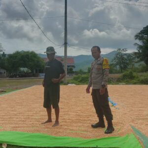 Bhabinkamtibmas Desa Riwo Pantau Panen Jagung Warga Dukung Program Ketahanan Pangan Menuju Indonesia Emas 2045