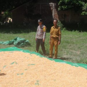 Bhabinkamtibmas Desa Daha Pantau Warga Jemur Jagung di Dusun Foo Kompo