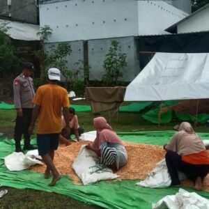 Bantu Proses Pengeringan Jagung Warga Binaan, Bhabinkamtibmas Polsek Soromandi Proaktif Mendukung Program Ketahanan Pangan Nasional