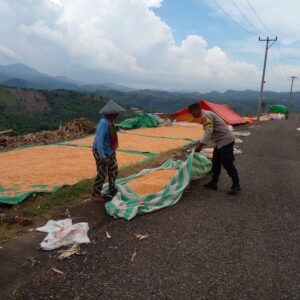 Bhabinkamtibmas Nungga Bantu Jemur Jagung Warga, Dukung Ketahanan Pangan Nasional