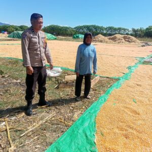 Dukung Ketahanan Pangan Nasional, Bhabinkamtibmas Desa Marada Pantau Penjemuran Jagung Warga