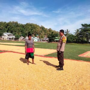 Dukung Ketahanan Pangan, Bhabinkamtibmas Desa Cempi Jaya Pantau Langsung Kegiatan Panen Jagung Warga