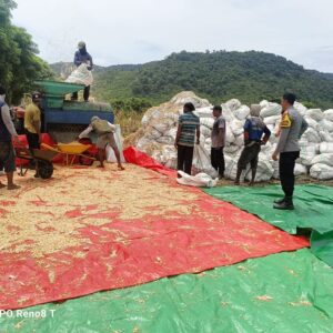 Bhabinkamtibmas Desa Hu’u Pantau Penggilingan Jagung Warga, Ingatkan Pentingnya Kualitas Panen