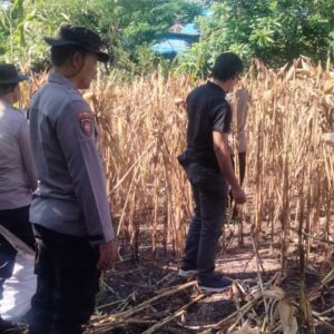Polri untuk Masyarakat, Personel Polsek Asakota Bantu Petani Panen Jagung