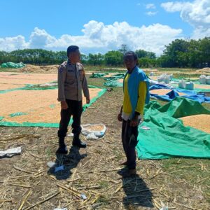 Dukung Ketahanan Pangan Nasional, Bhabinkamtibmas Desa Marada Pantau Langsung Proses Penjemuran Jagung Milik Warga