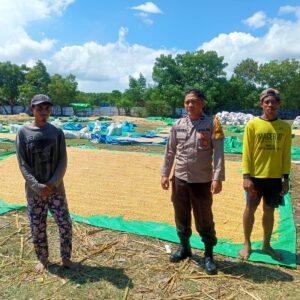 Bhabinkamtibmas Desa Marada Pantau Penjemuran Jagung Warga, Dukung Ketahanan Pangan Nasional