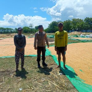 Bhabinkamtibmas Desa Marada Pantau Penjemuran Jagung Warga, Dukung Ketahanan Pangan Nasional