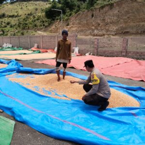 Langkah Kongkret Bhabinkamtibmas Polsek Sanggar Bantu Proses Pengeringan Jagung Warga Dukung Ketahanan Pangan Nasional