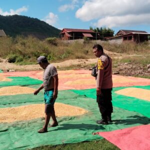 Bhabinkamtibmas Taropo Pantau Proses Penjemuran Jagung Warga Dukung Program Ketahanan Pangan
