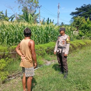 Dukung Program Asta Cita Swasembada Pangan, Bhabinkamtibmas Desa Maluk Lakukan Monitoring Lahan Jagung Warga