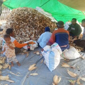 Bhabinkamtibmas Desa Kiantar Dampingi Warga Panen Jagung, Dukung Ketahanan Pangan Lokal